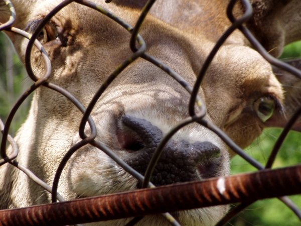 Фотовиставка Олександра Пизи
